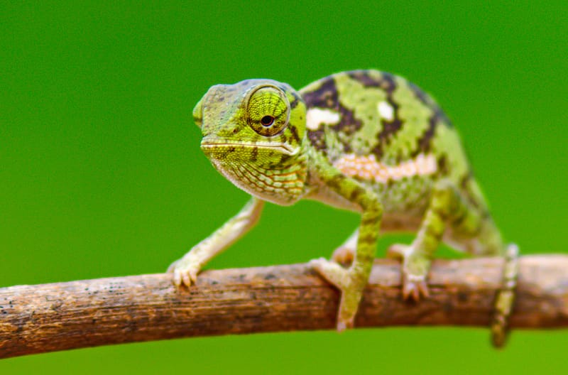 Zambia