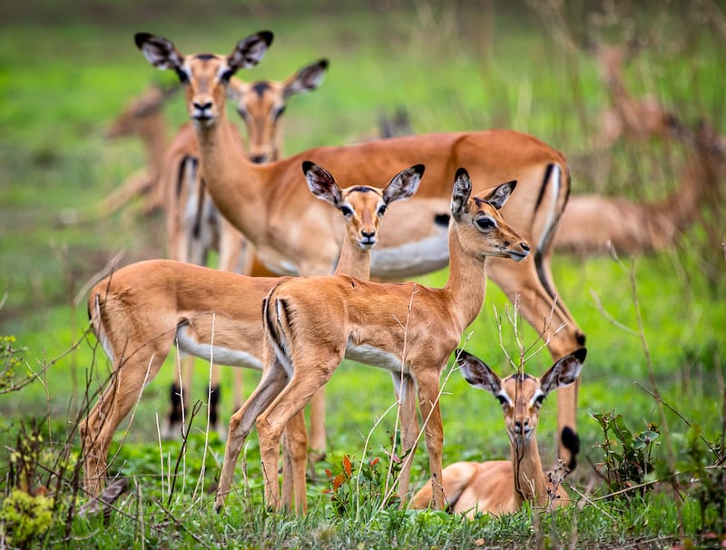 Zambia