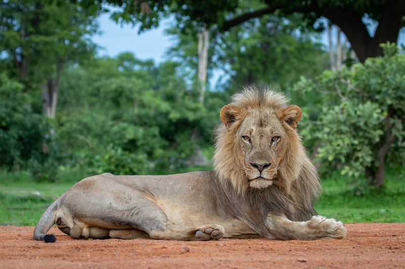 Zambia