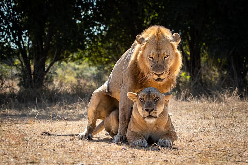 Zambia