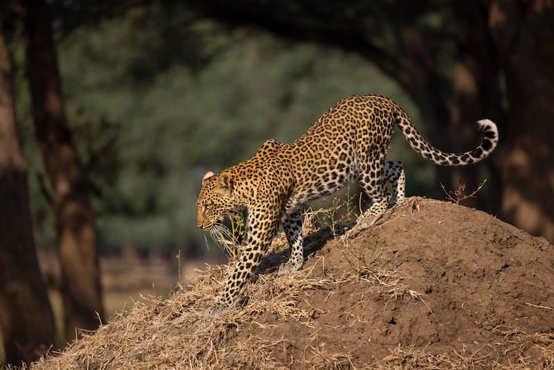 Kafue National Park