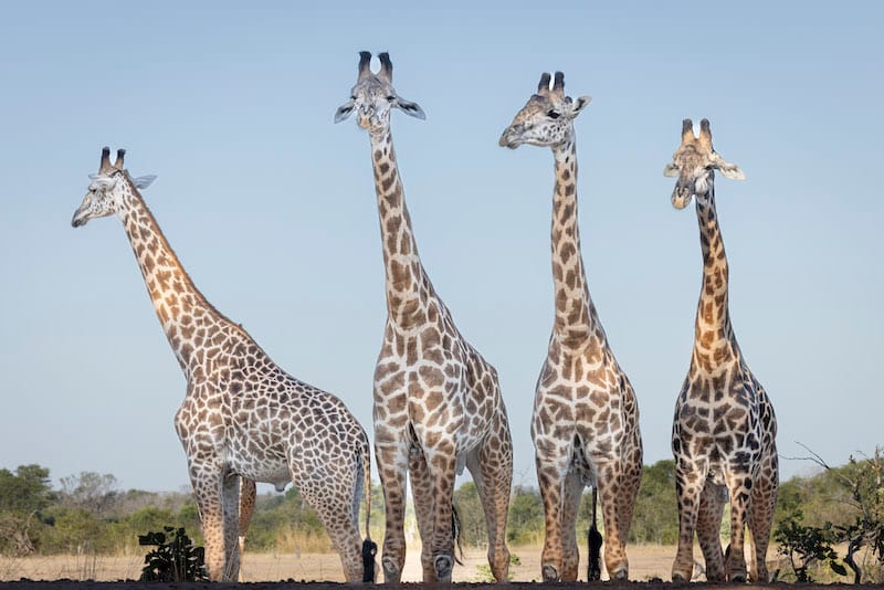Kafue National Park