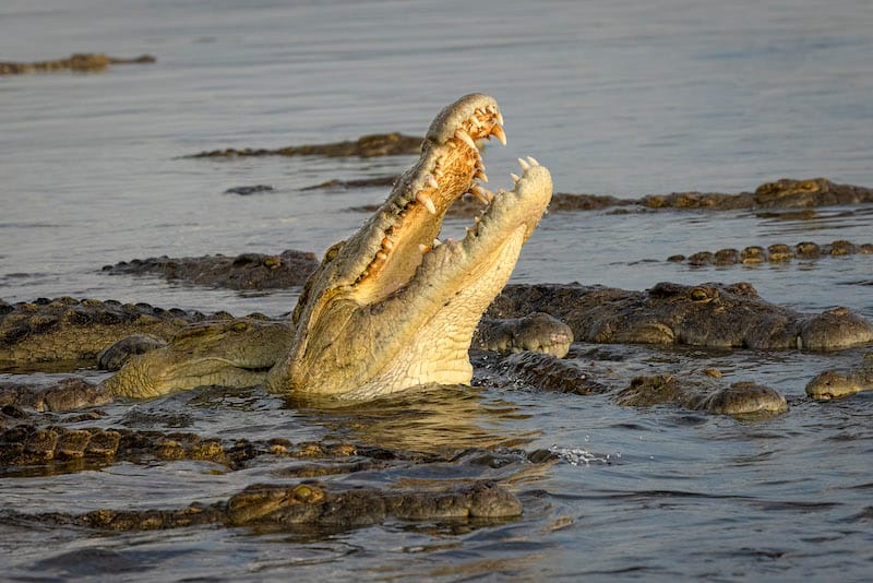 Kafue National Park
