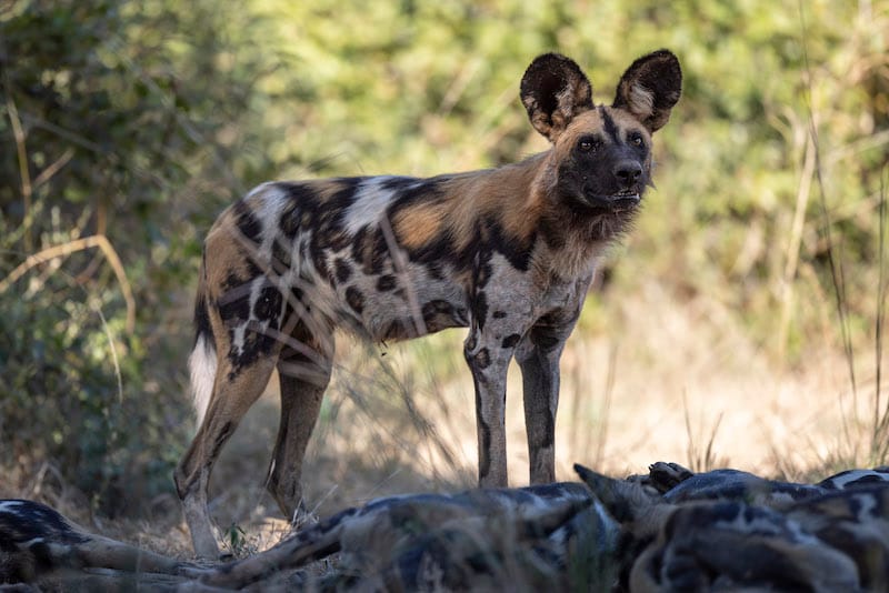 Kafue National Park