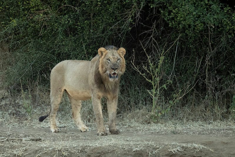 Kafue National Park