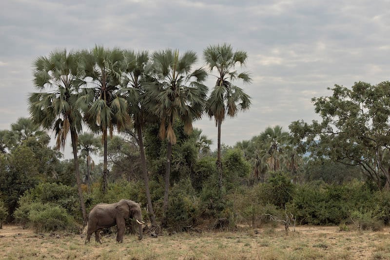Kafue National Park
