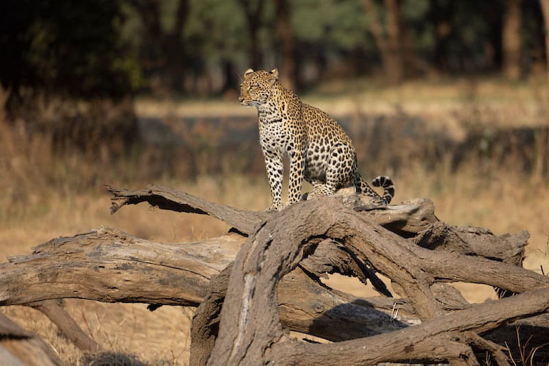 Kafue National Park