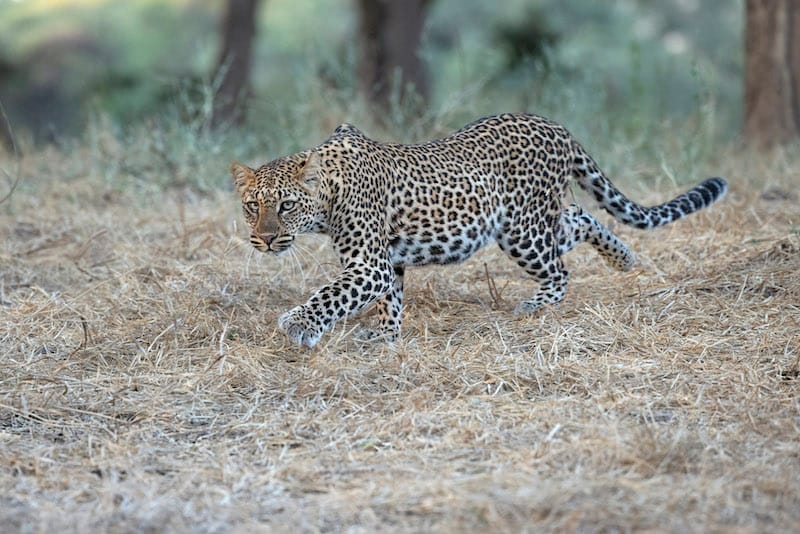 Kafue National Park