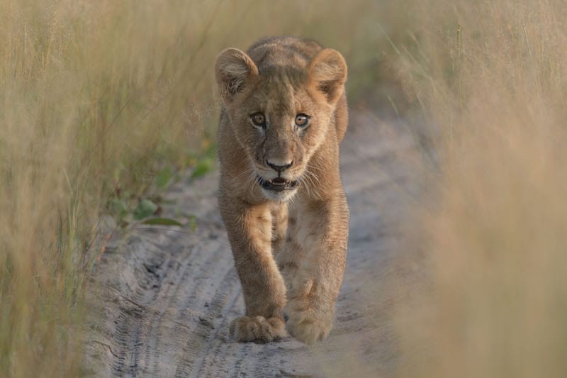 Zambia