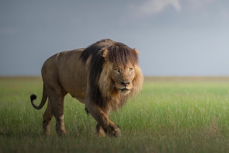 Zambia