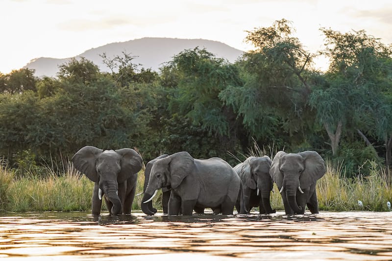 Lower Zambezi