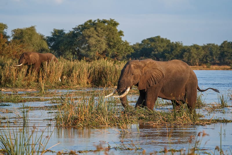 Lower Zambezi