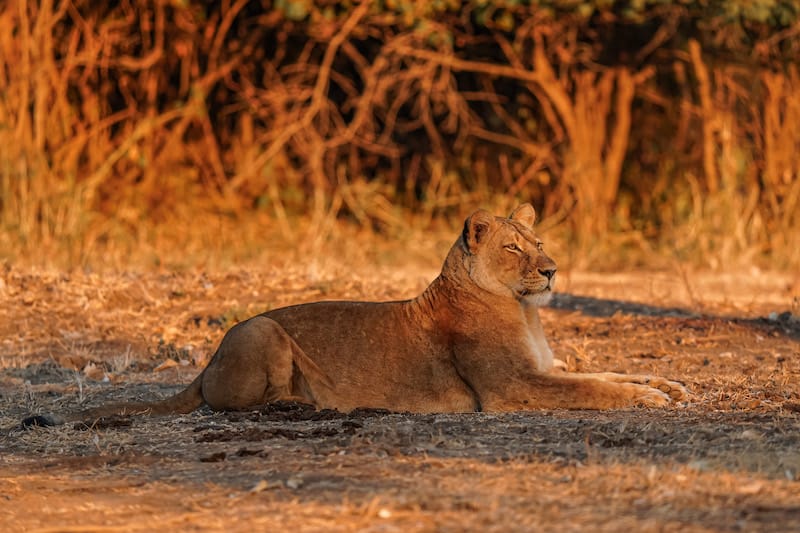 Lower Zambezi