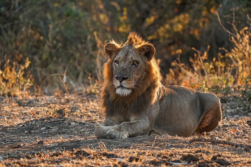 Lower Zambezi