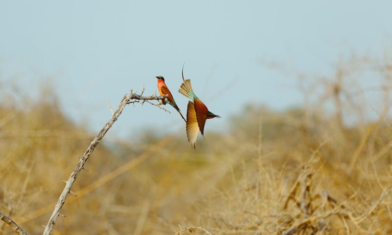 Lower Zambezi