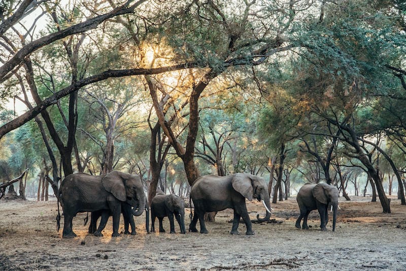 Lower Zambezi