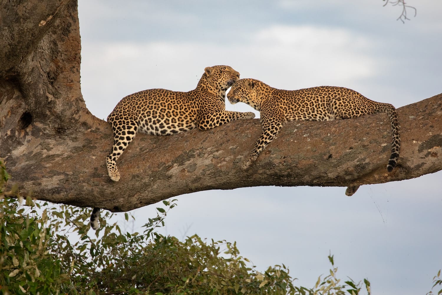 Big 5 Safari