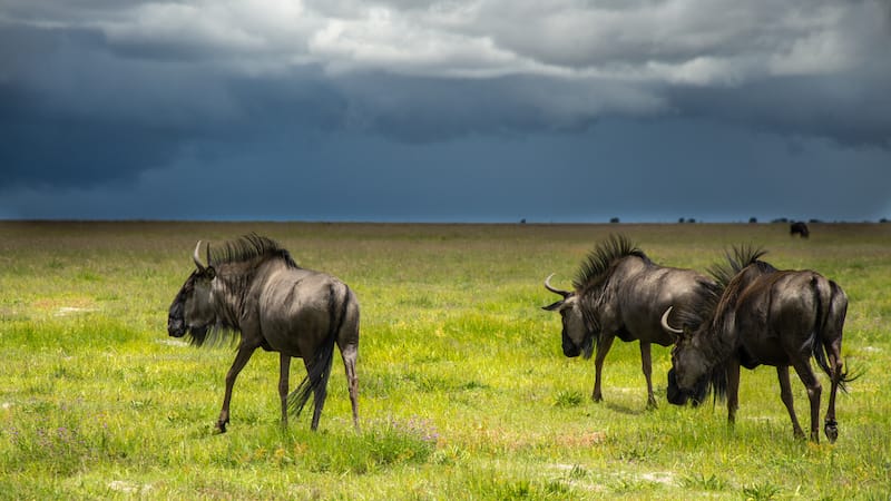 Zambia