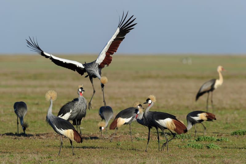 Zambia