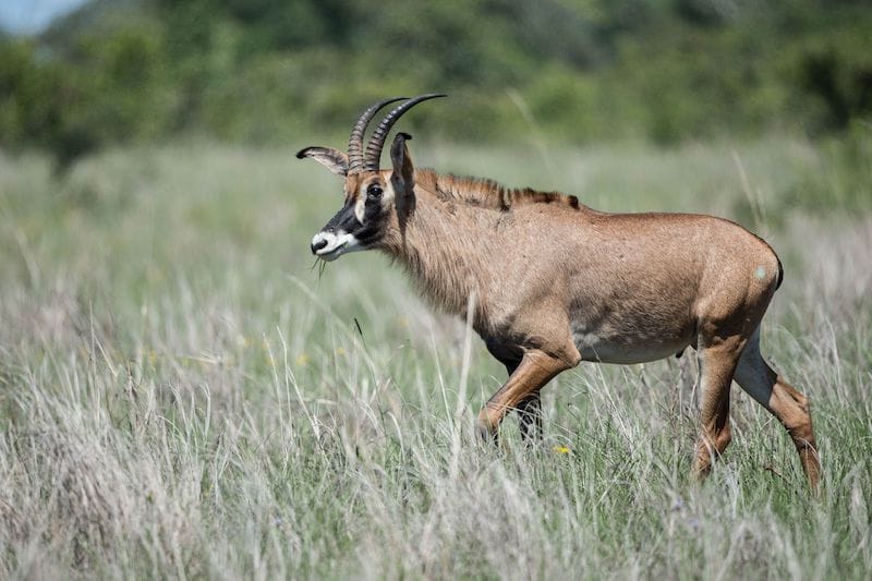 Zambia