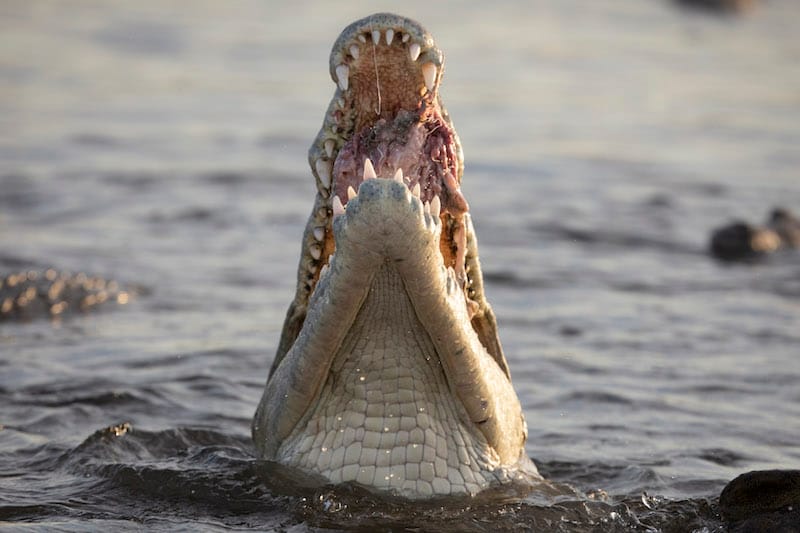 Kafue National Park