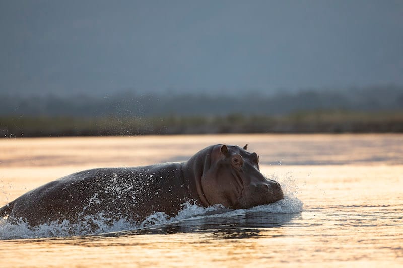 Kafue National Park