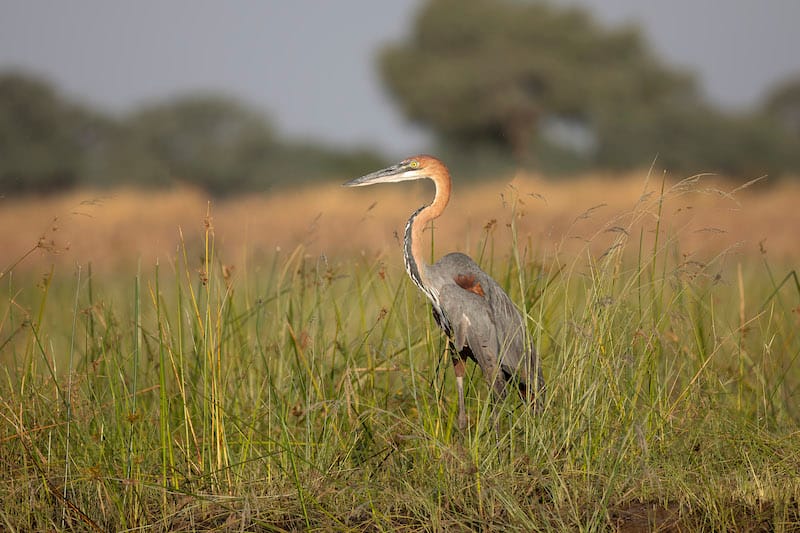 Kafue National Park