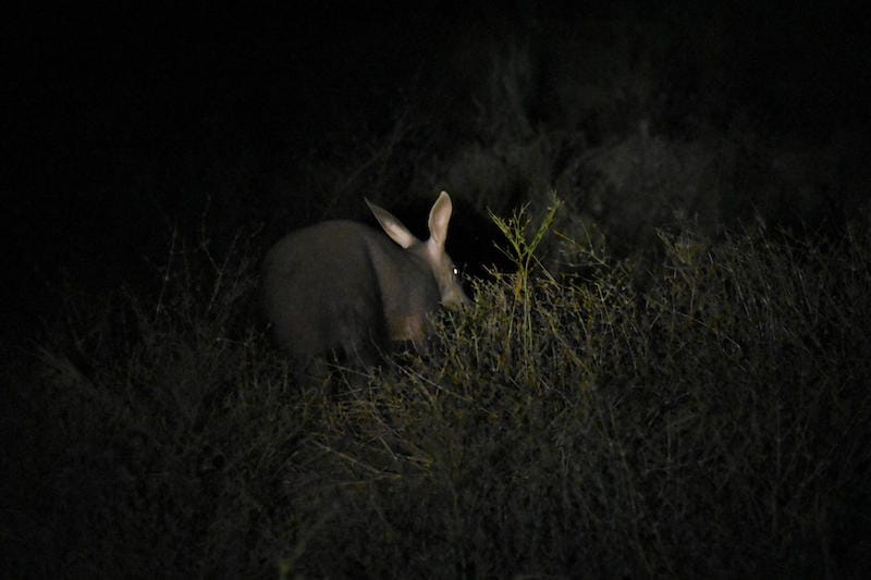 Lower Zambezi