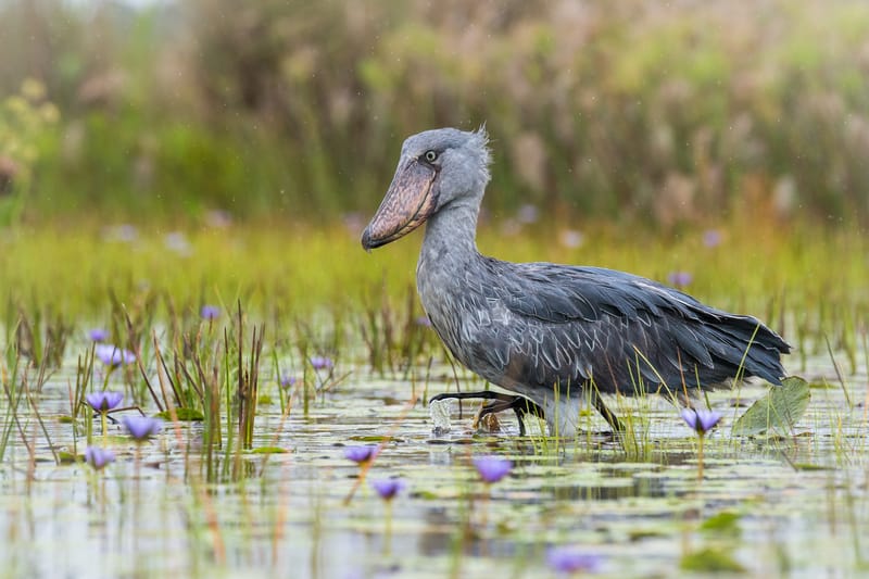 Bangweulu Wetlands
