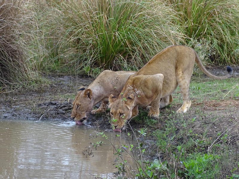 Lower Zambezi