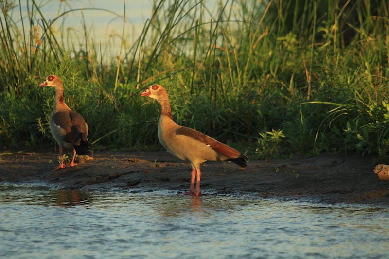 Lower Zambezi