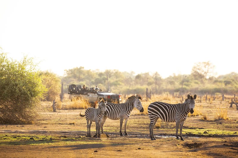 South Luangwa National Park