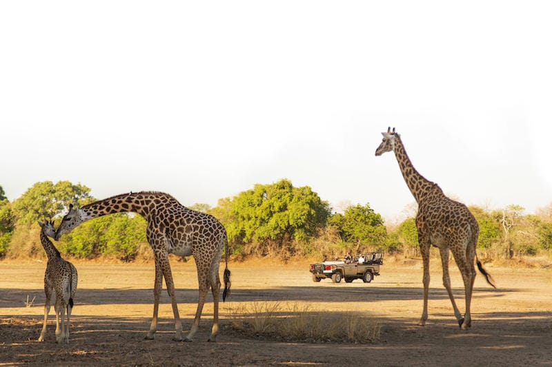 South Luangwa National Park