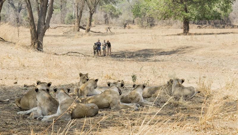 South Luangwa National Park