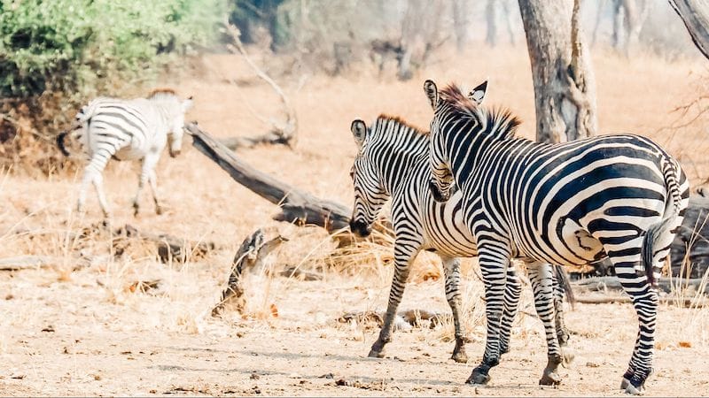 South Luangwa National Park