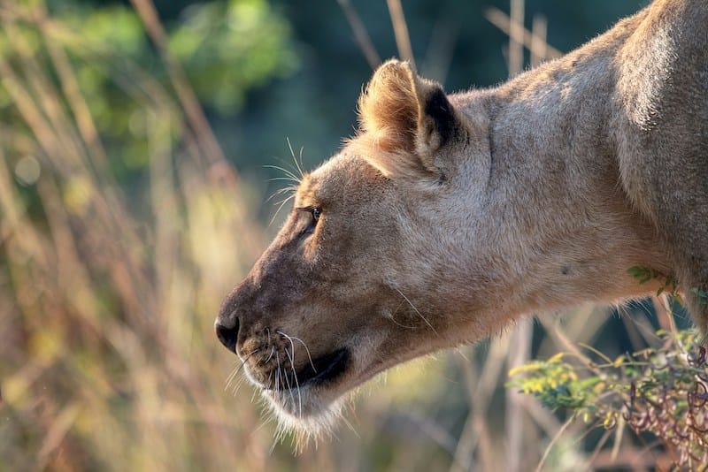 South Luangwa National Park