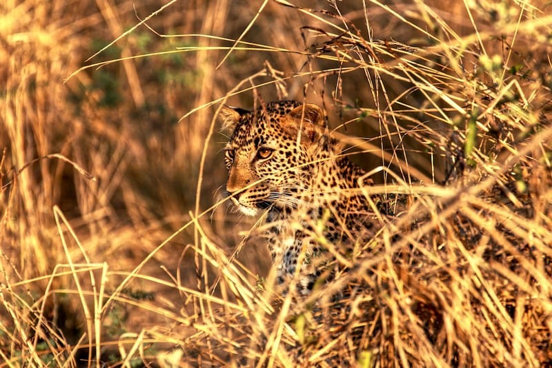 South Luangwa National Park