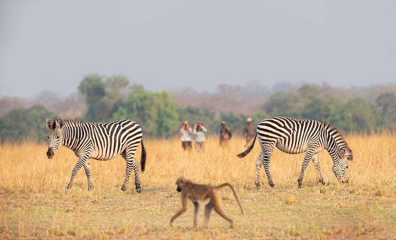 South Luangwa National Park