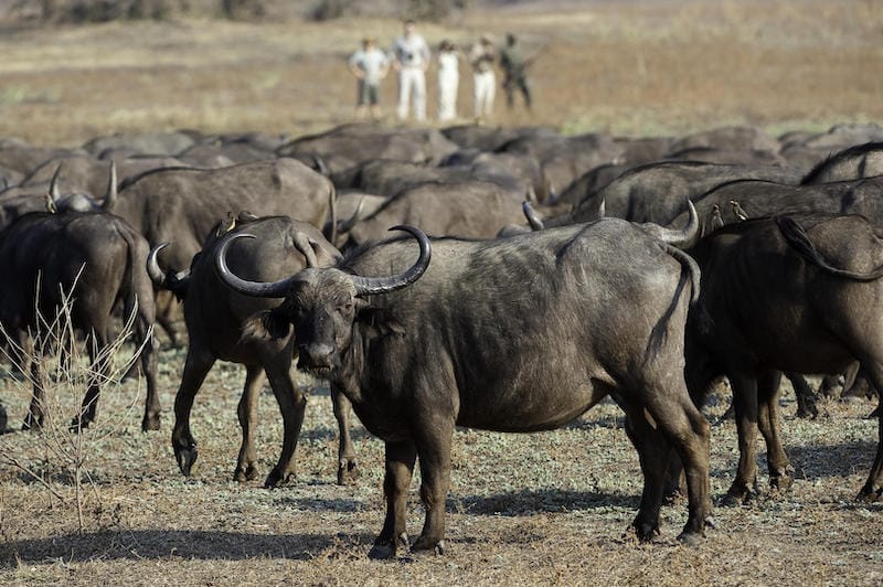 South Luangwa National Park