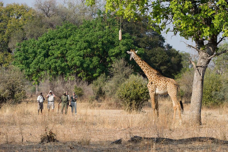South Luangwa National Park