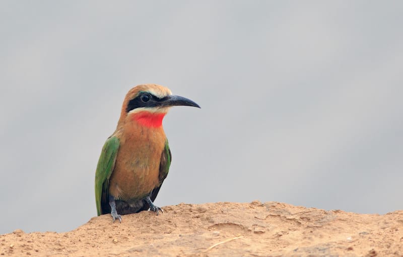 South Luangwa National Park