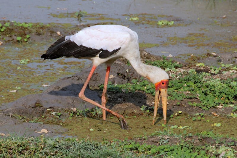 Bangweulu