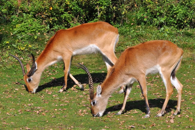Bangweulu