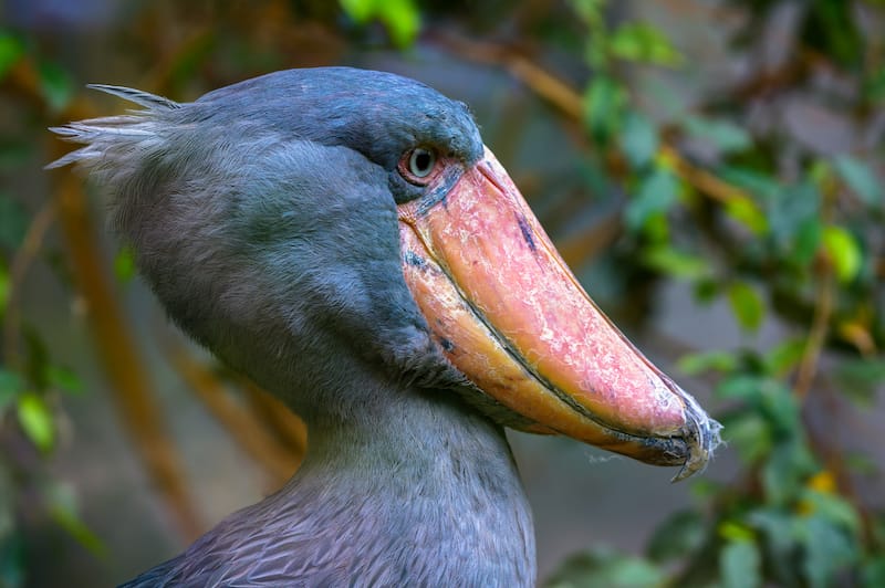 Bangweulu