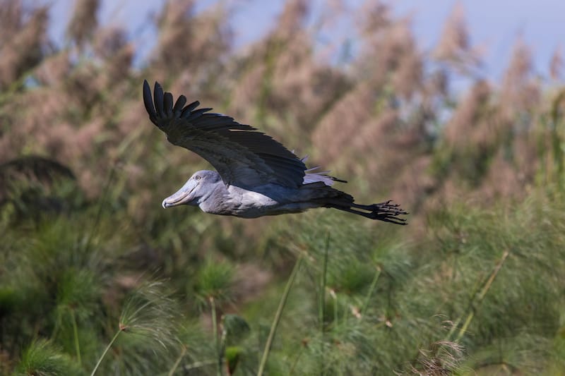 Bangweulu