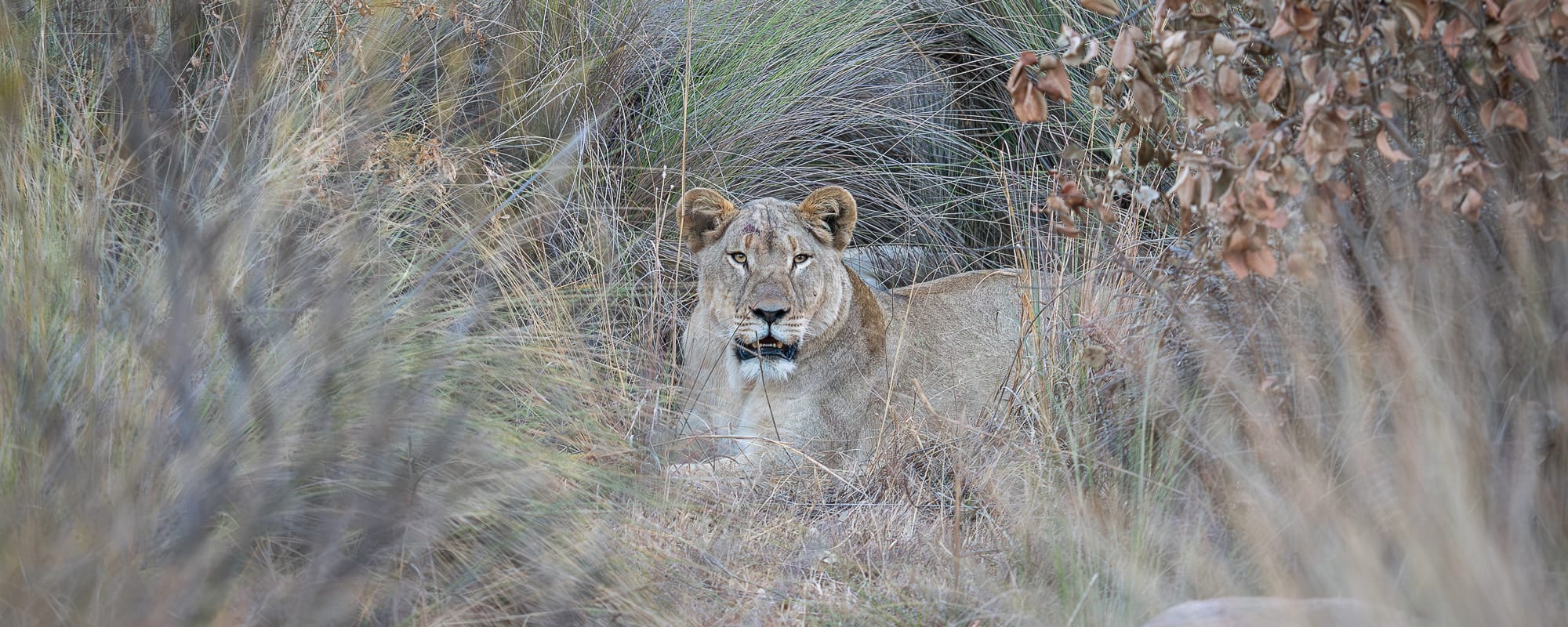 Welgevonden Game Reserve