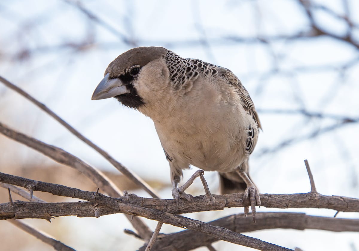 Greater Etosha