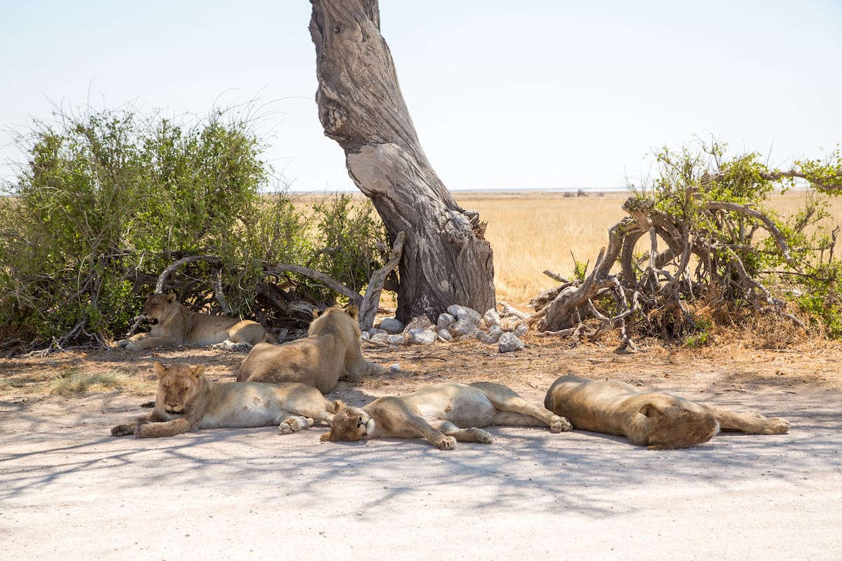Greater Etosha