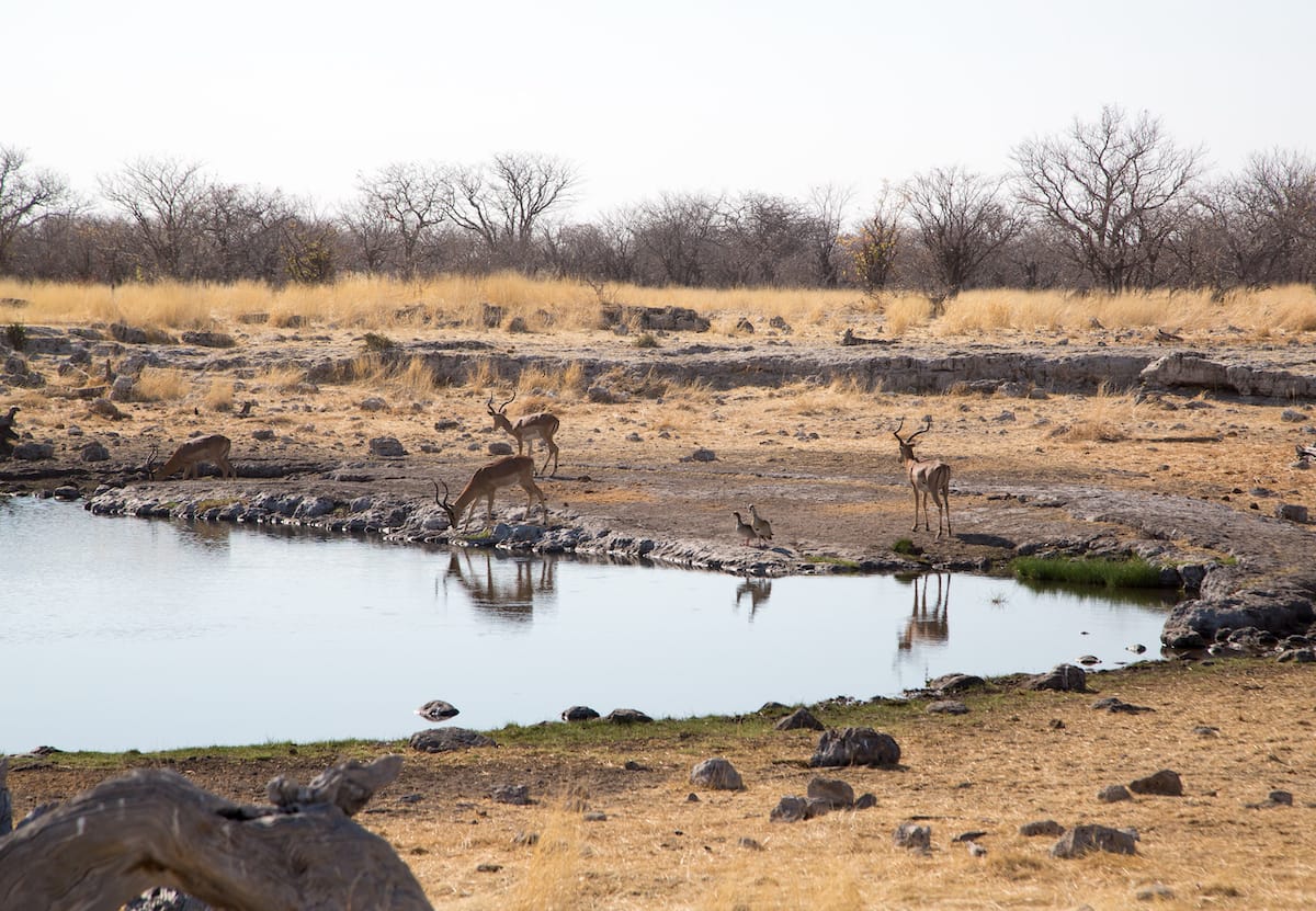 Greater Etosha