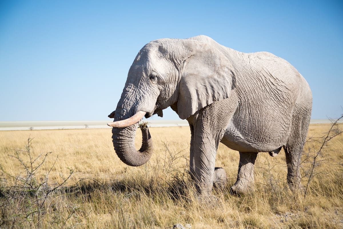 Greater Etosha